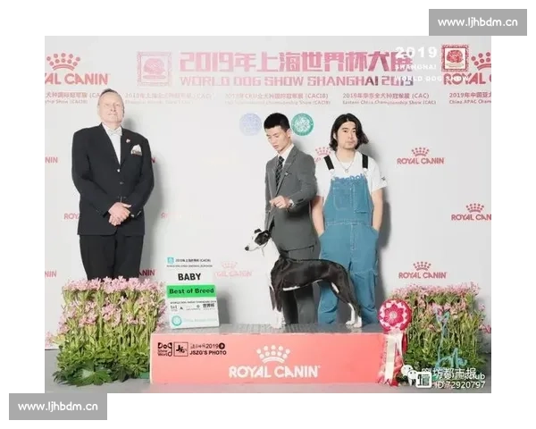 比特犬比赛激烈角逐展现犬类力量与智慧的完美融合